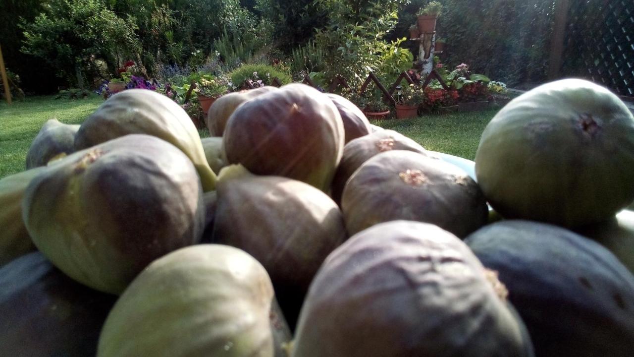 Soba Lavanda Kladovo Zewnętrze zdjęcie