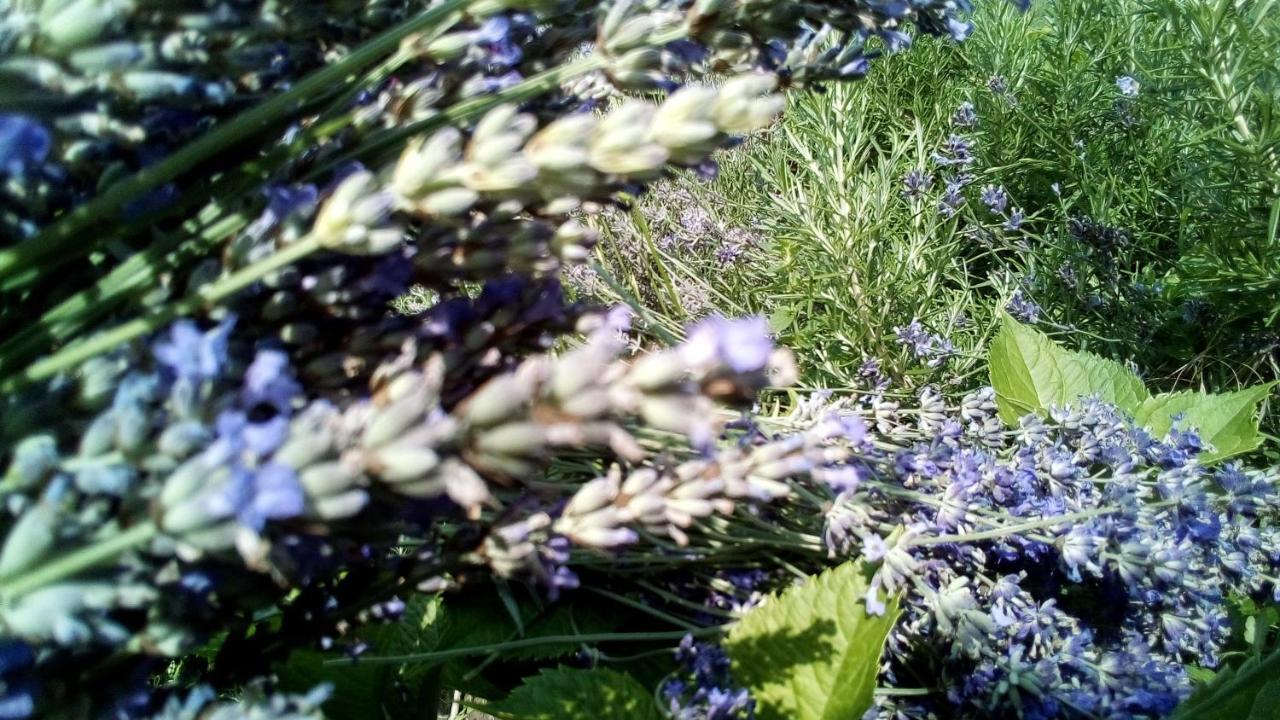 Soba Lavanda Kladovo Zewnętrze zdjęcie