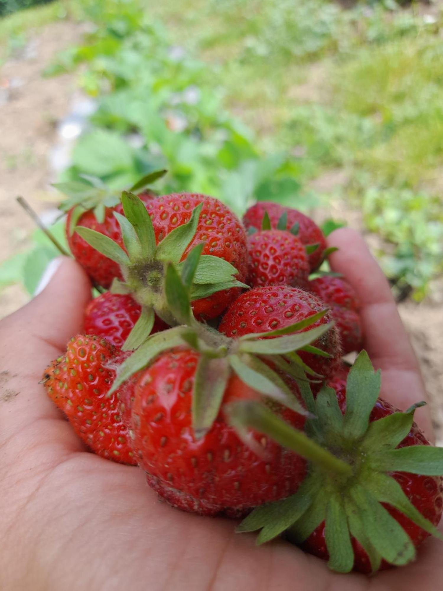 Soba Lavanda Kladovo Zewnętrze zdjęcie